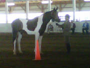 Mantisshowmanship.jpg