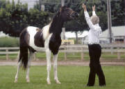 halter.jpg